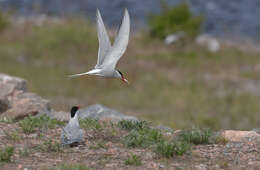 Image of Arctic Tern