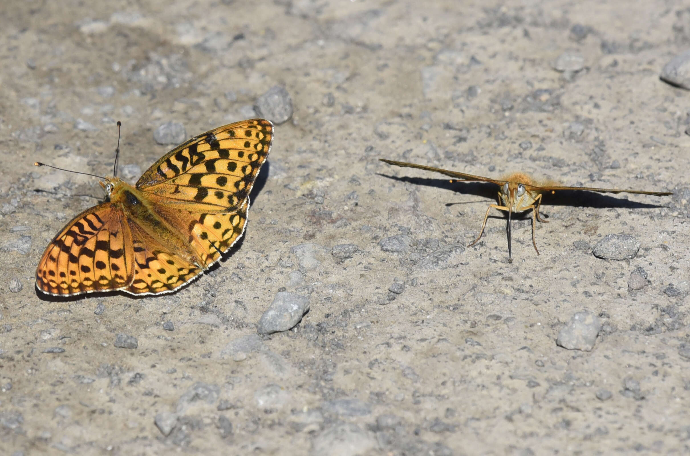 صورة Speyeria coronis Behr 1862