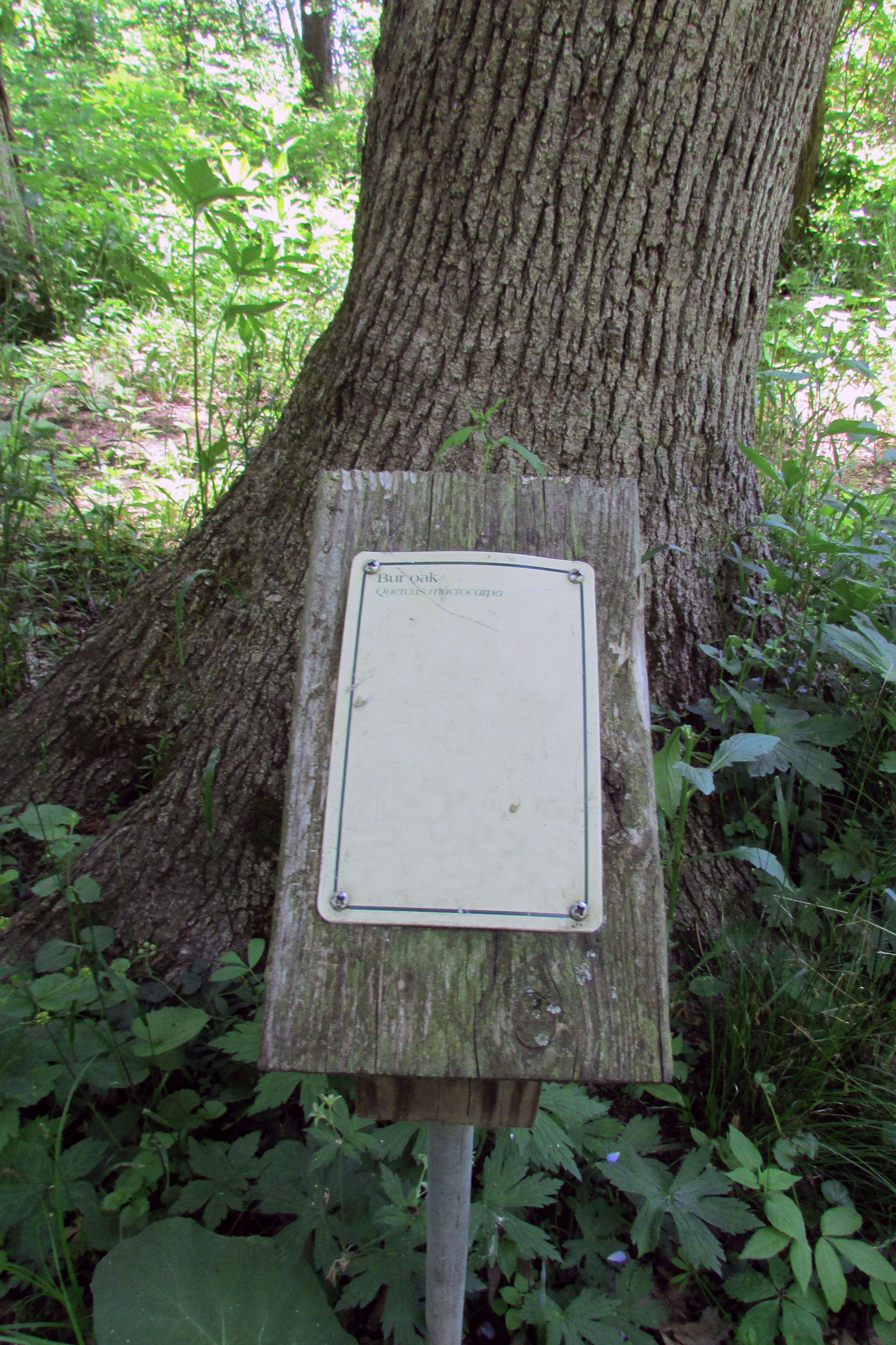 Image of Bur Oak