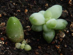 Image of Sedum morganianum Walther