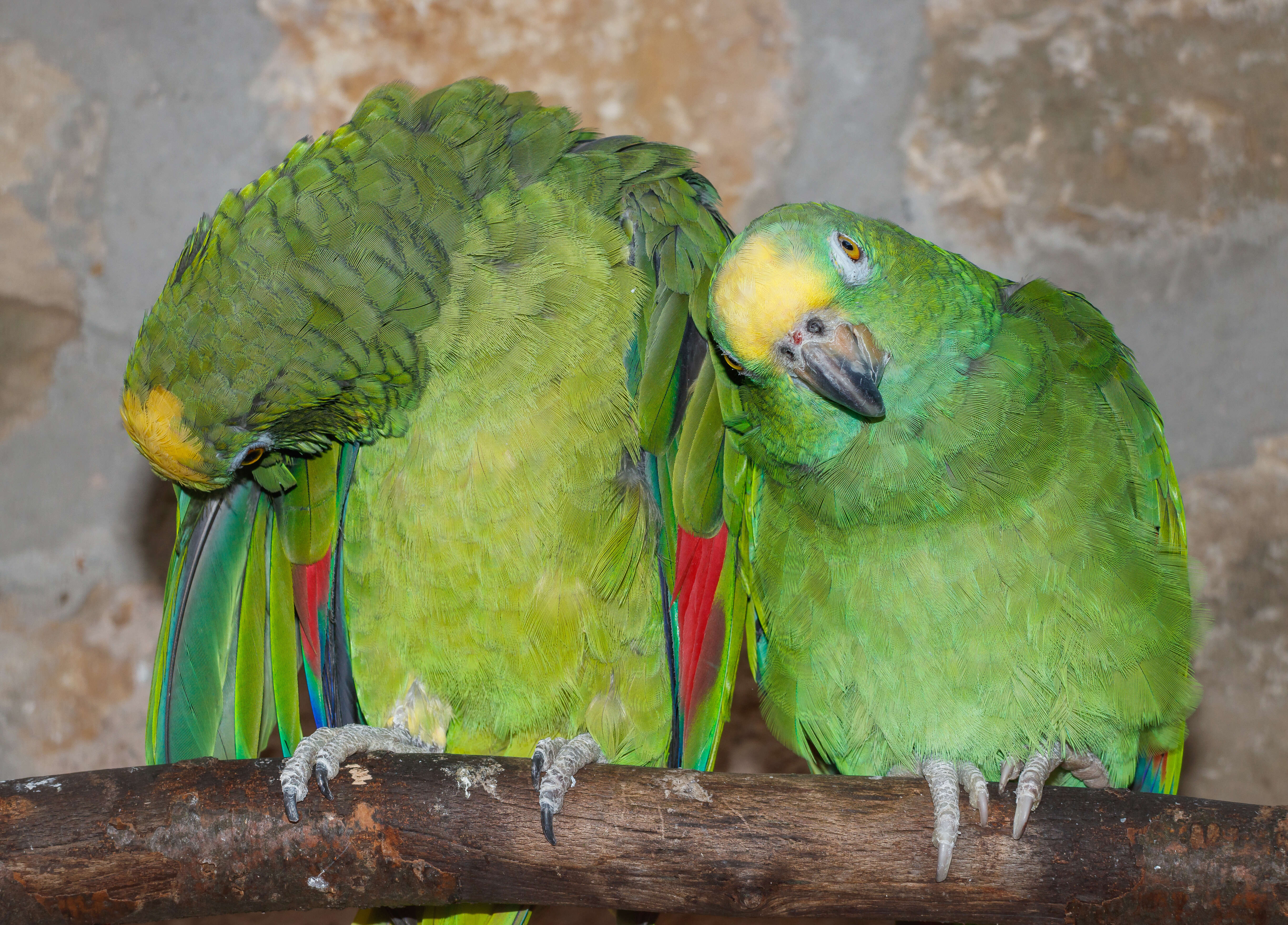 Image of Yellow-crowned Parrot, Yellow-crowned Amazon