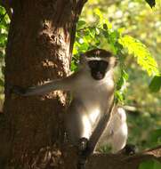 Image of Vervet Monkey