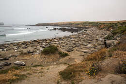 Image of Northern Elephant Seal