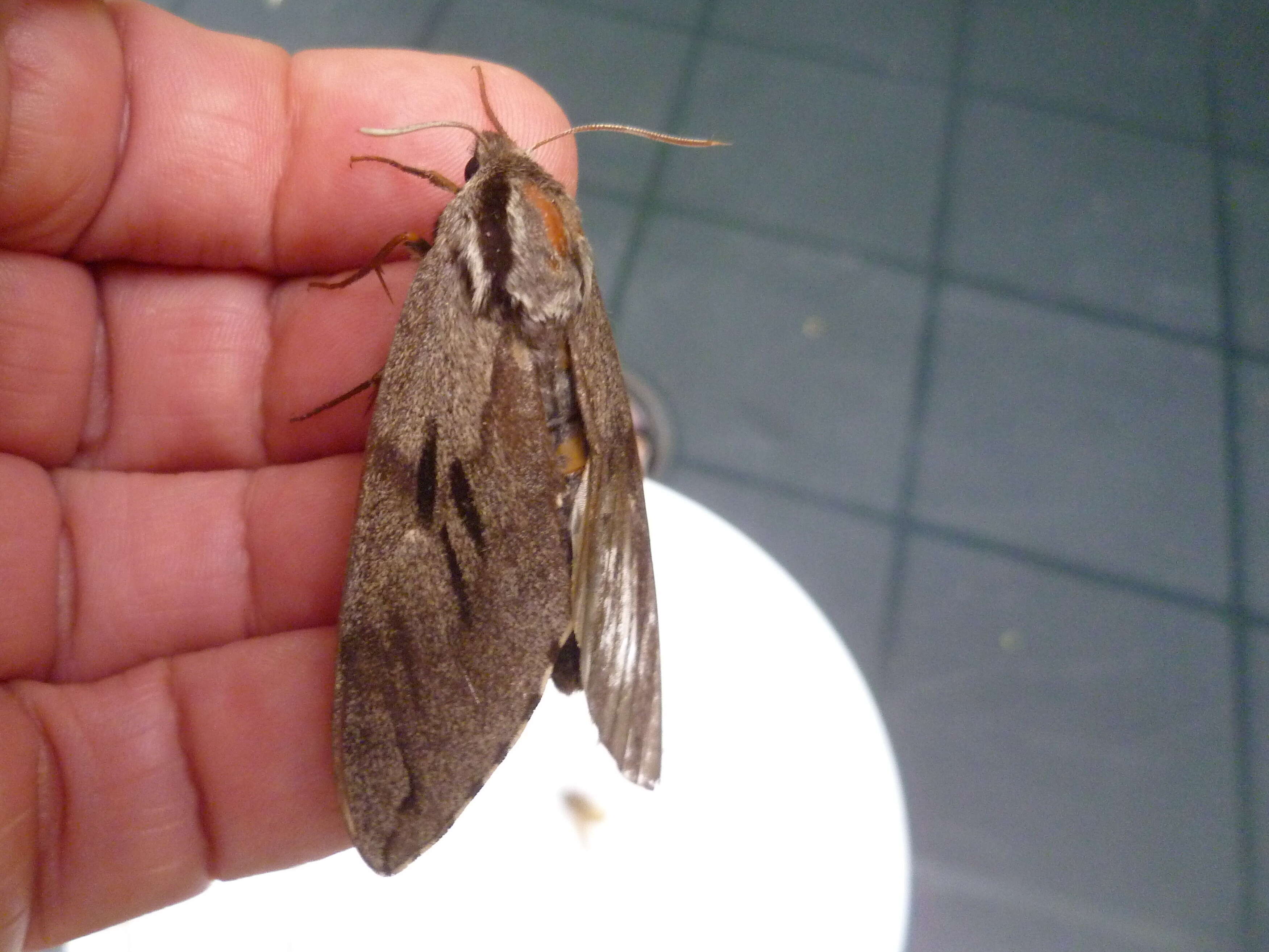 Image of Pine hawkmoth