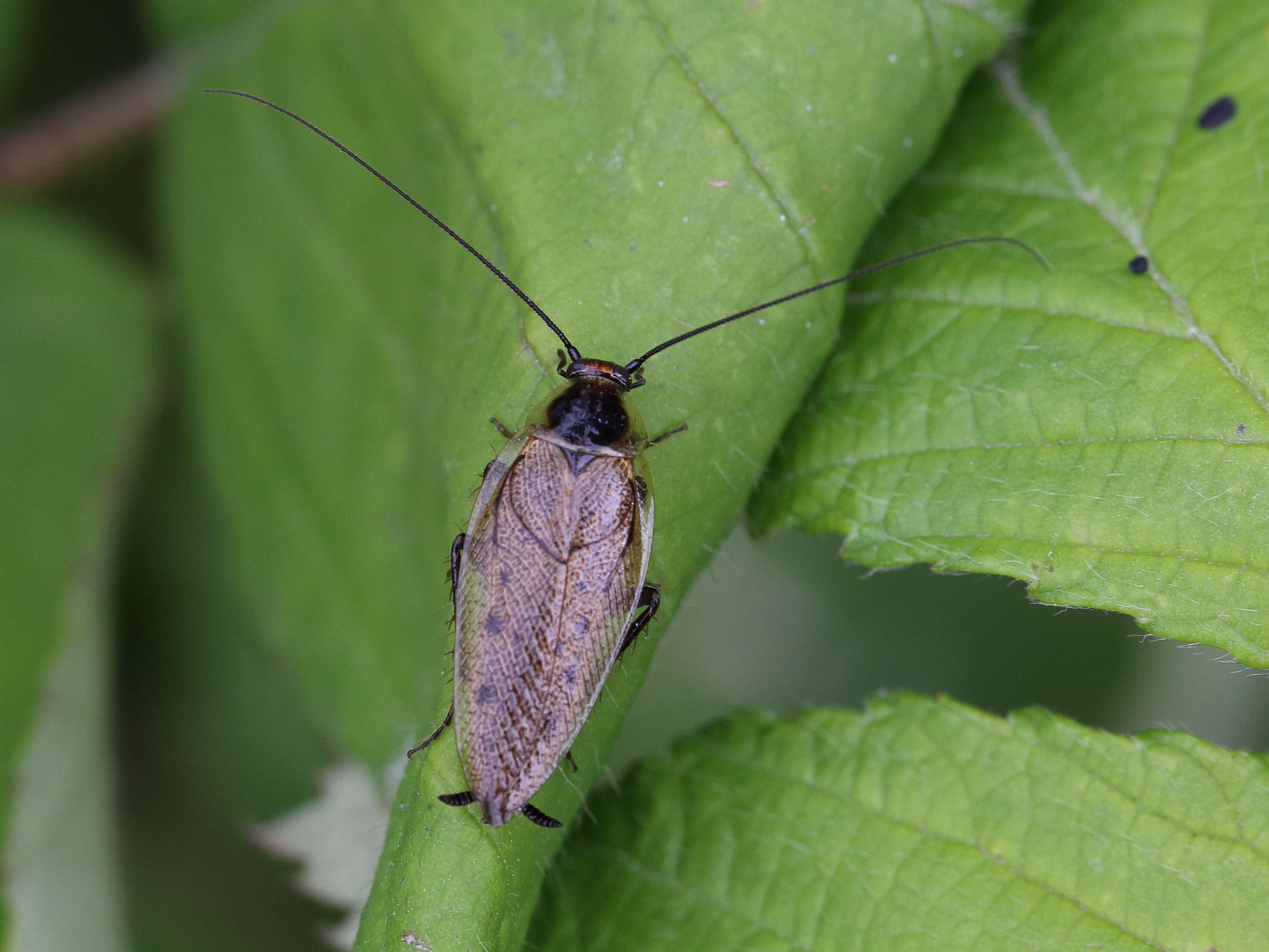 Image of dusky cockroach