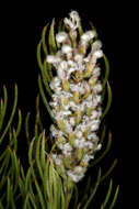 Image of Spatalla curvifolia Salisb.