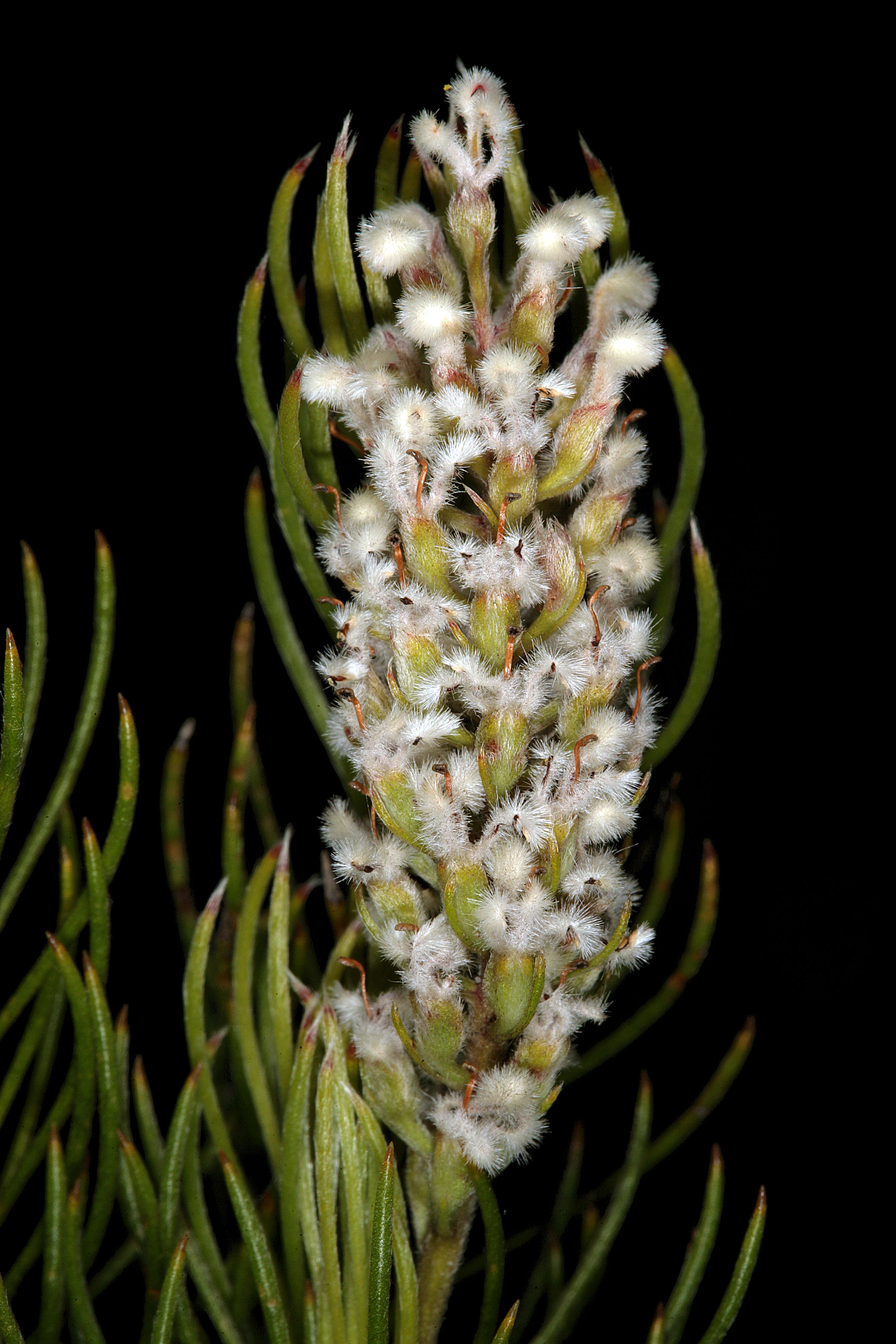 Image of Spatalla curvifolia Salisb.