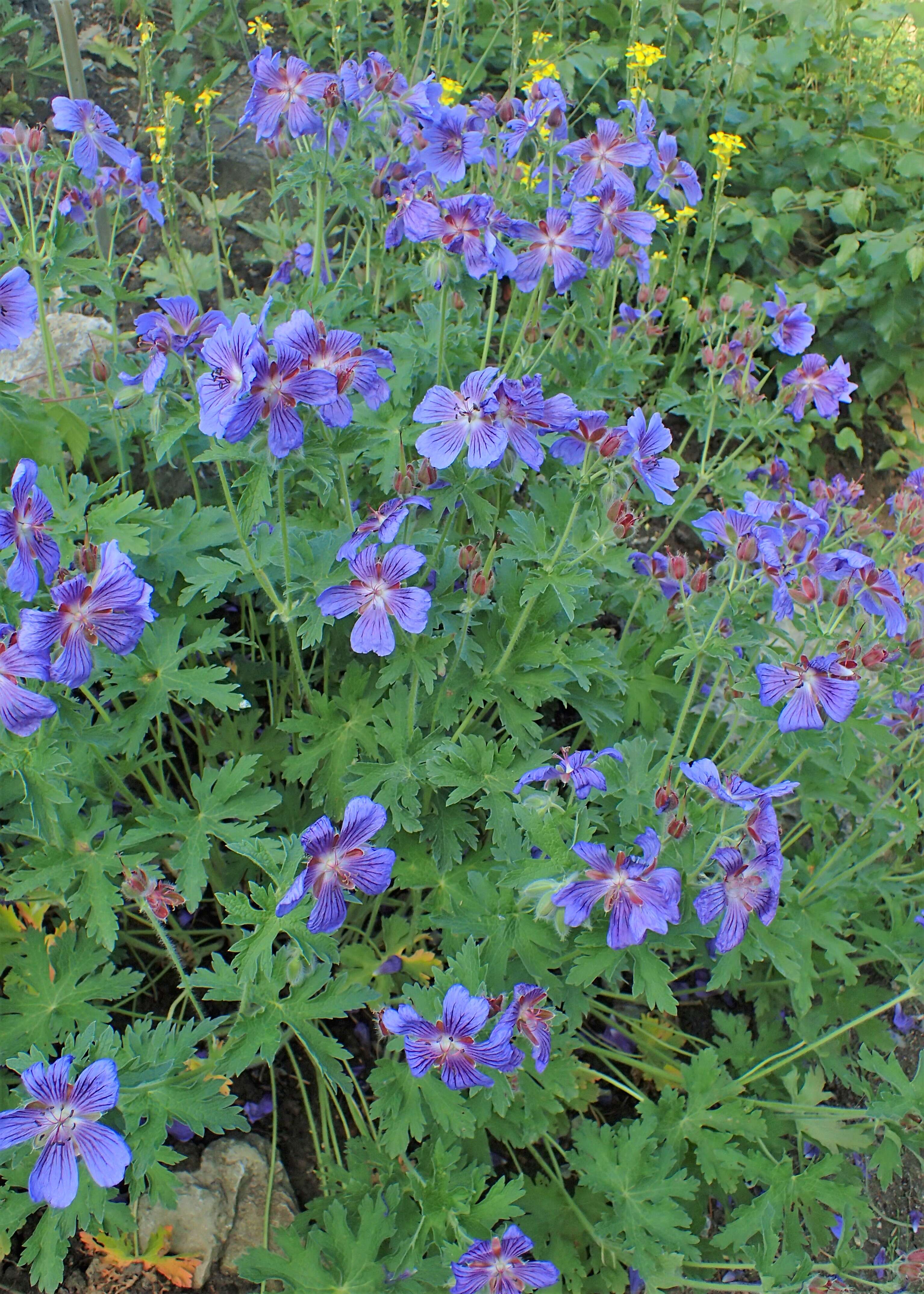 Image of Glandular Crane's-bill