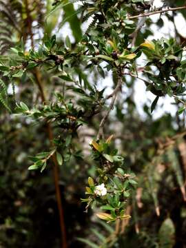 Sivun Leptospermum javanicum Bl. kuva