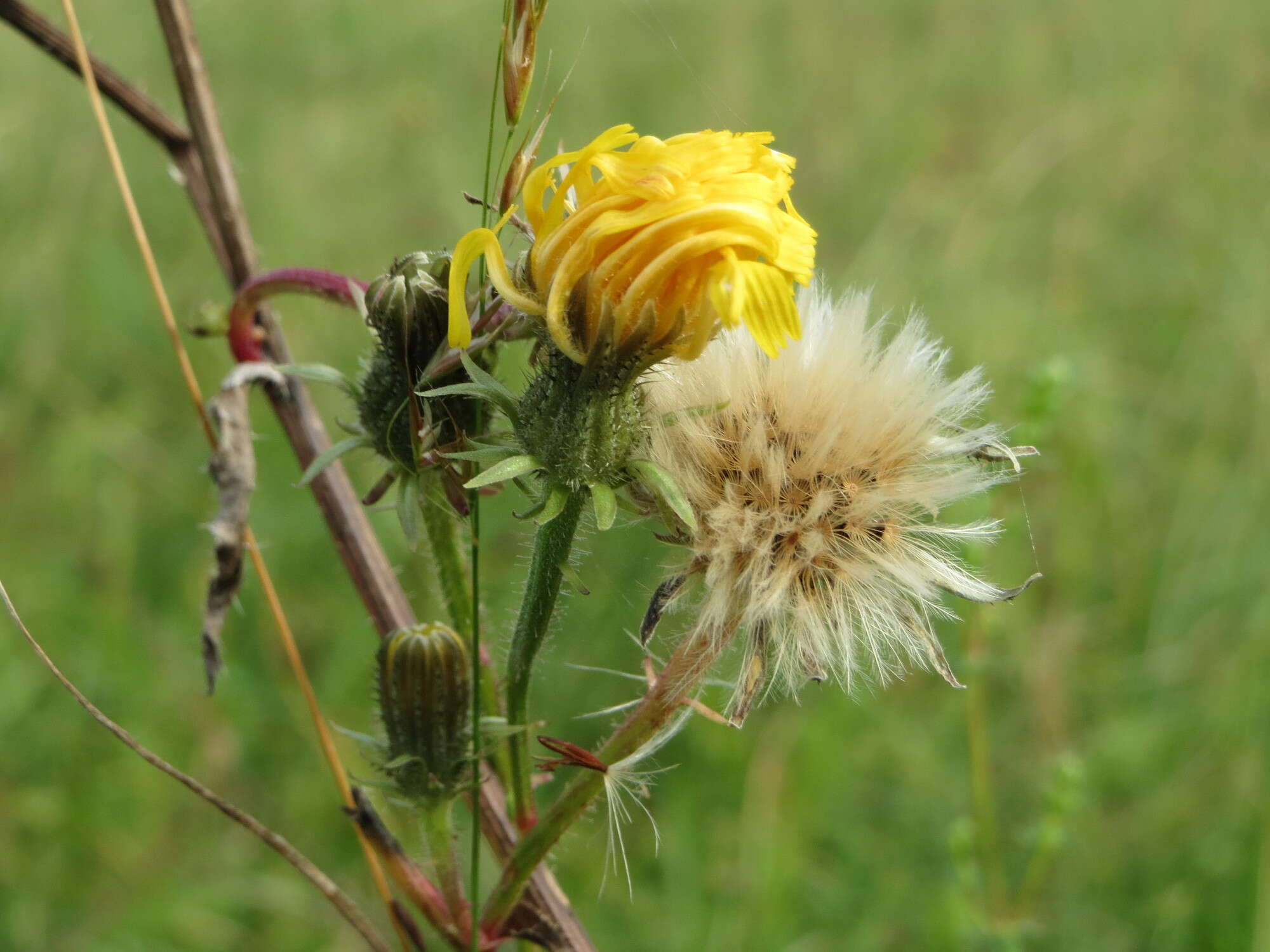 Image of hawkweed oxtongue