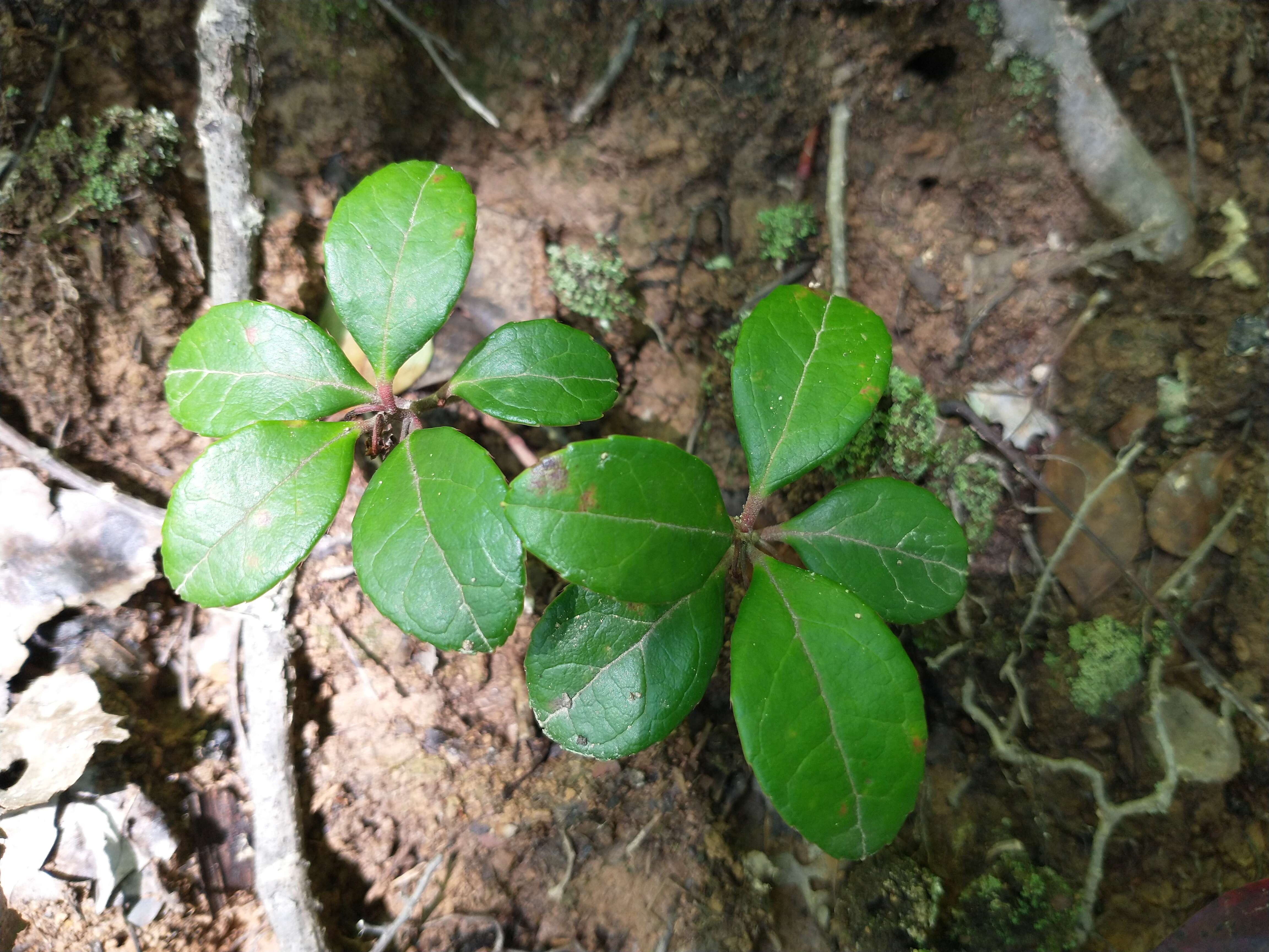 Image of eastern teaberry