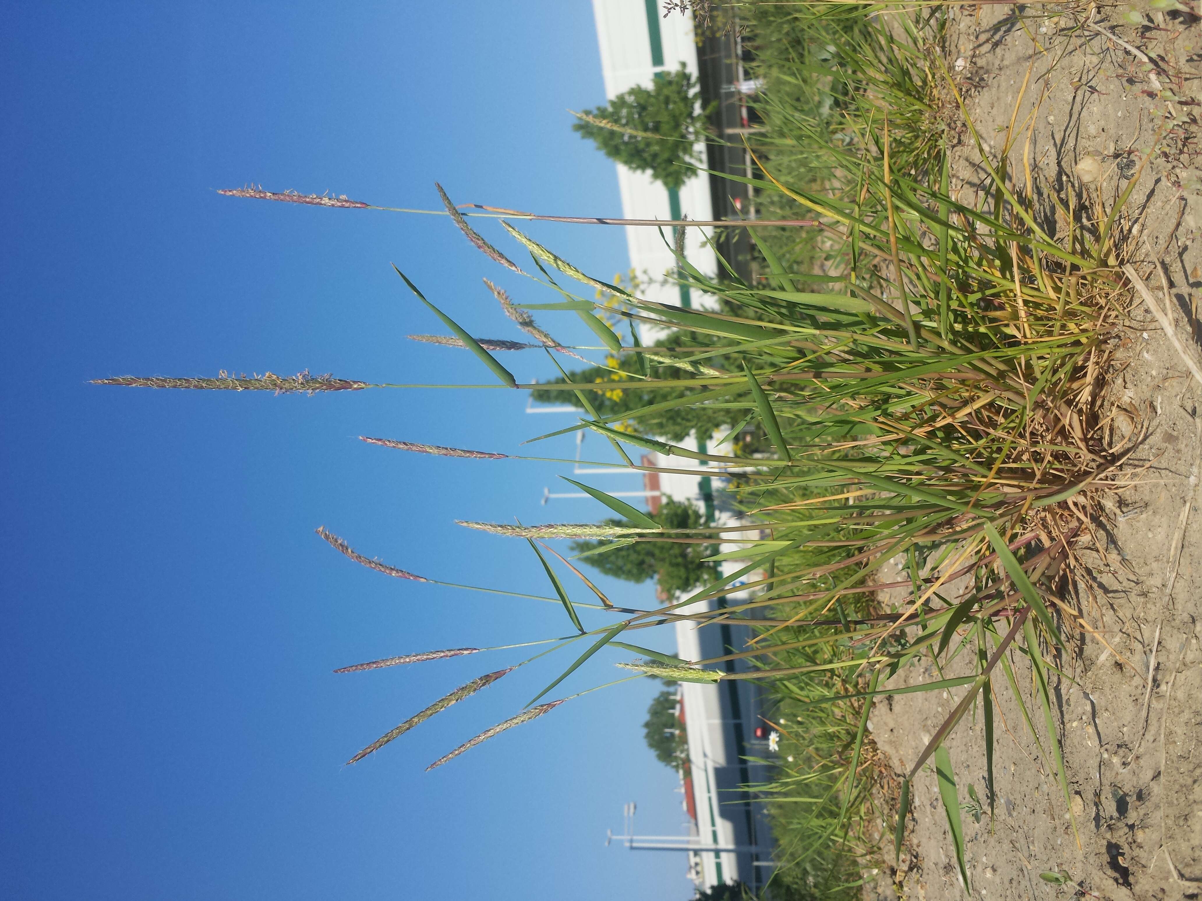 Image of black-grass