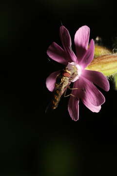 Image of Catchfly