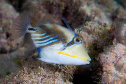 Image of Lagoon triggerfish