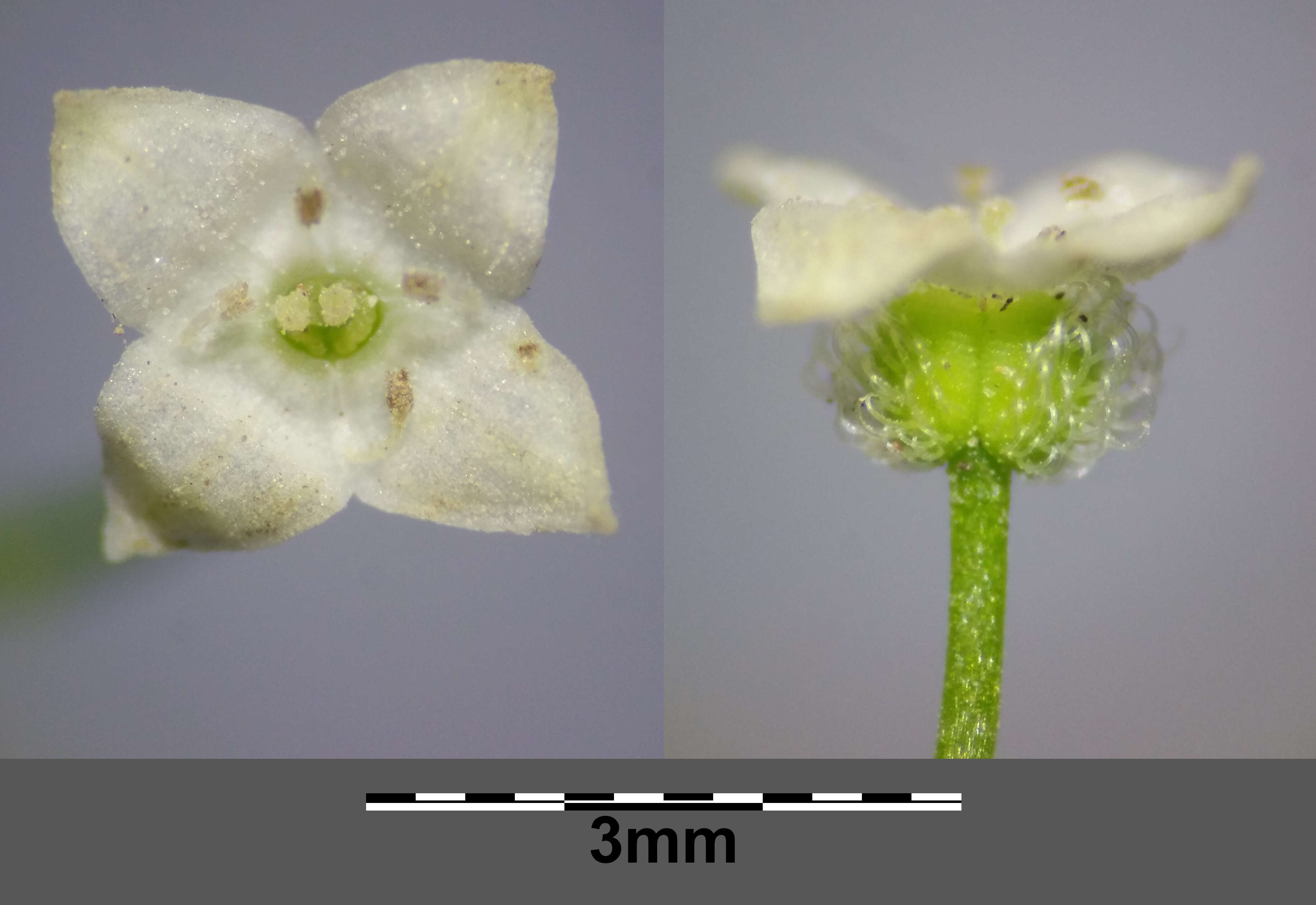 Image of Round-leaved Bedstraw