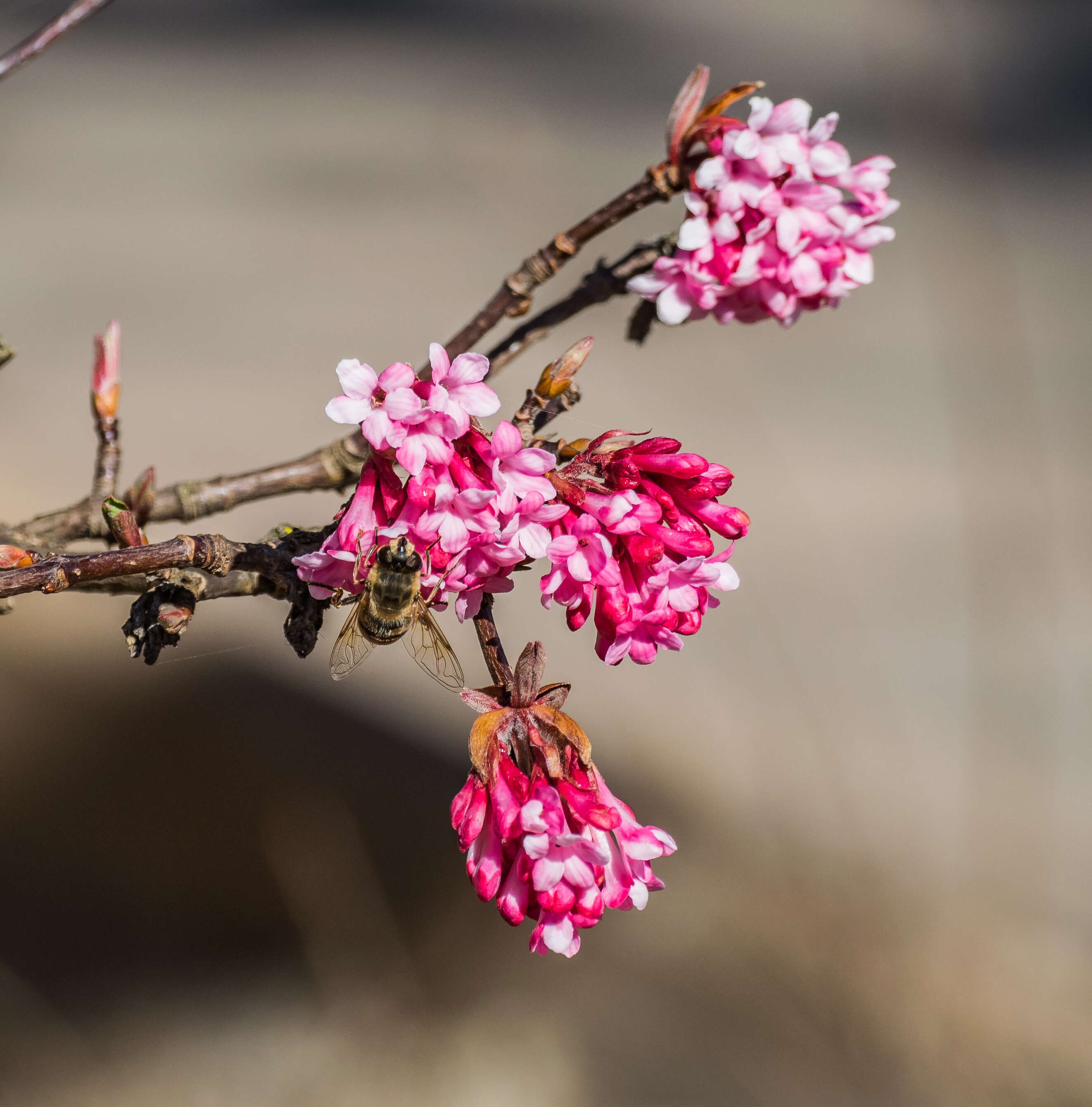 Sivun Viburnum × bodnantense kuva