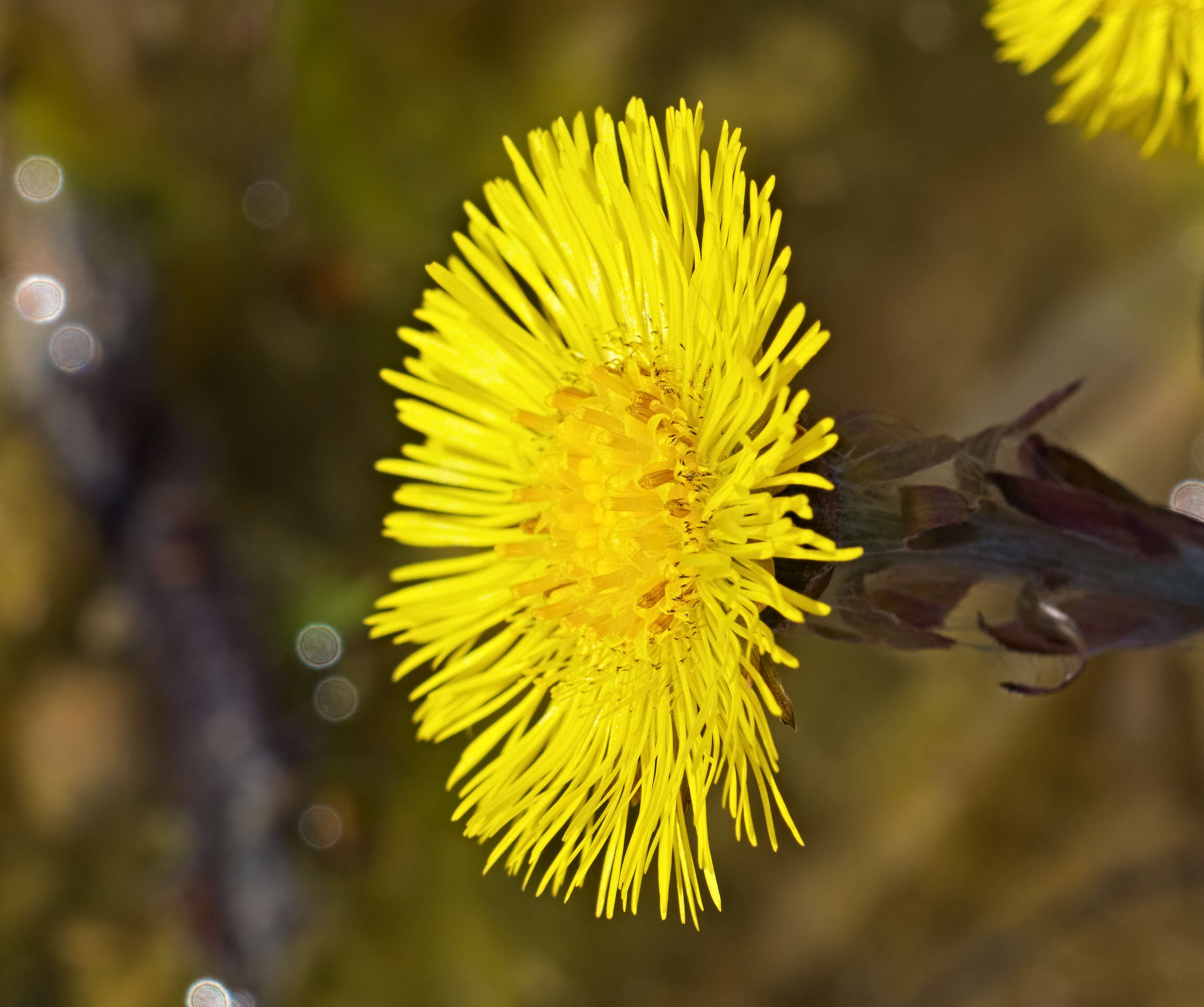 Image of coltsfoot