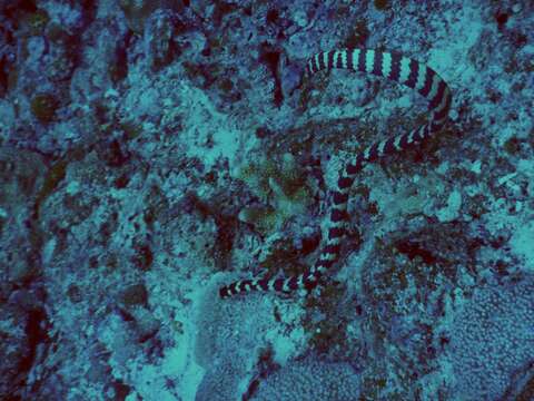 Image of Turtlehead Sea Snakes