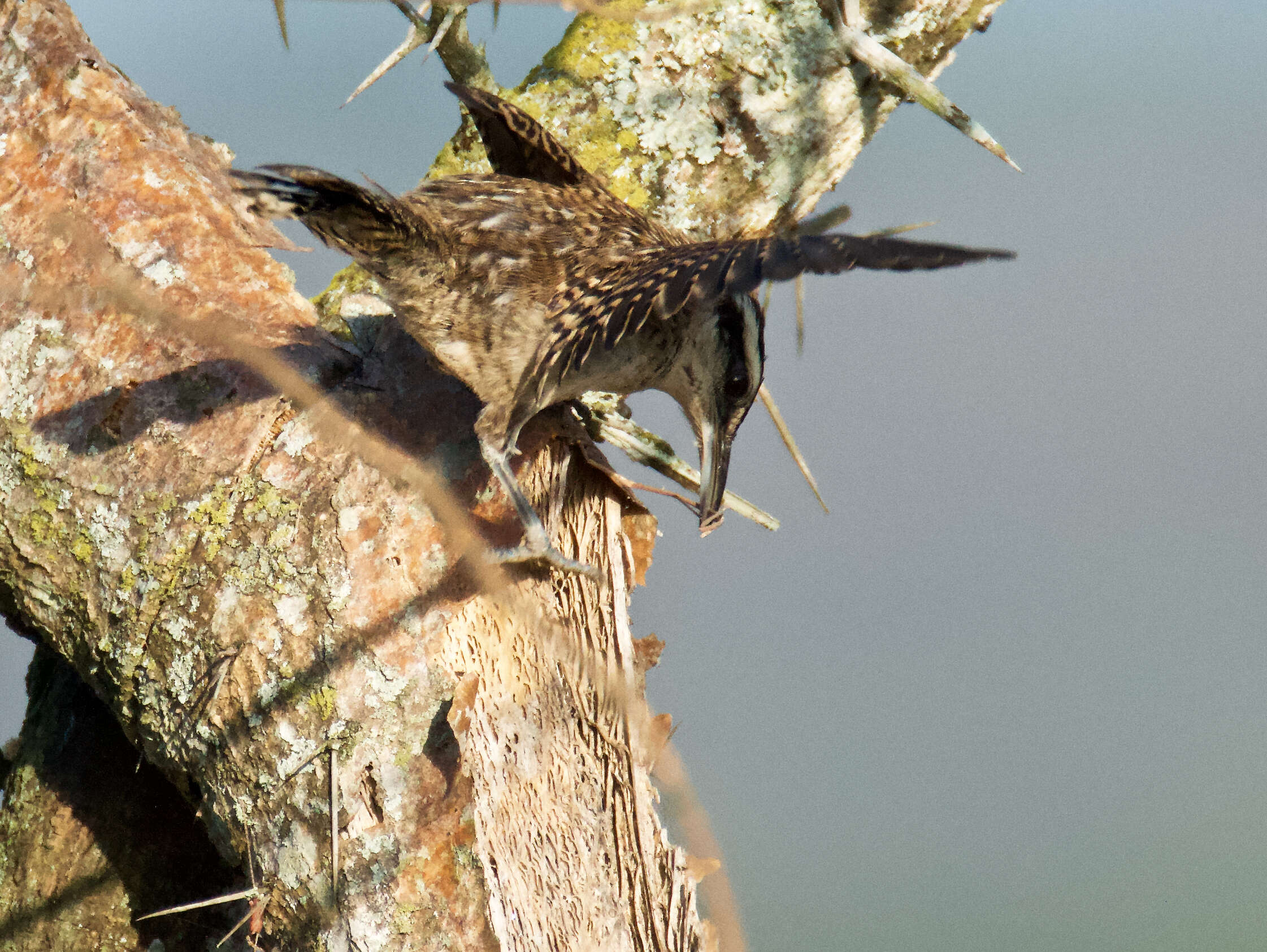 Image of Veracruz Wren