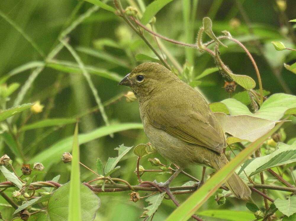 Image of Tiaris Swainson 1827