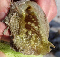 Image of banded sea hare