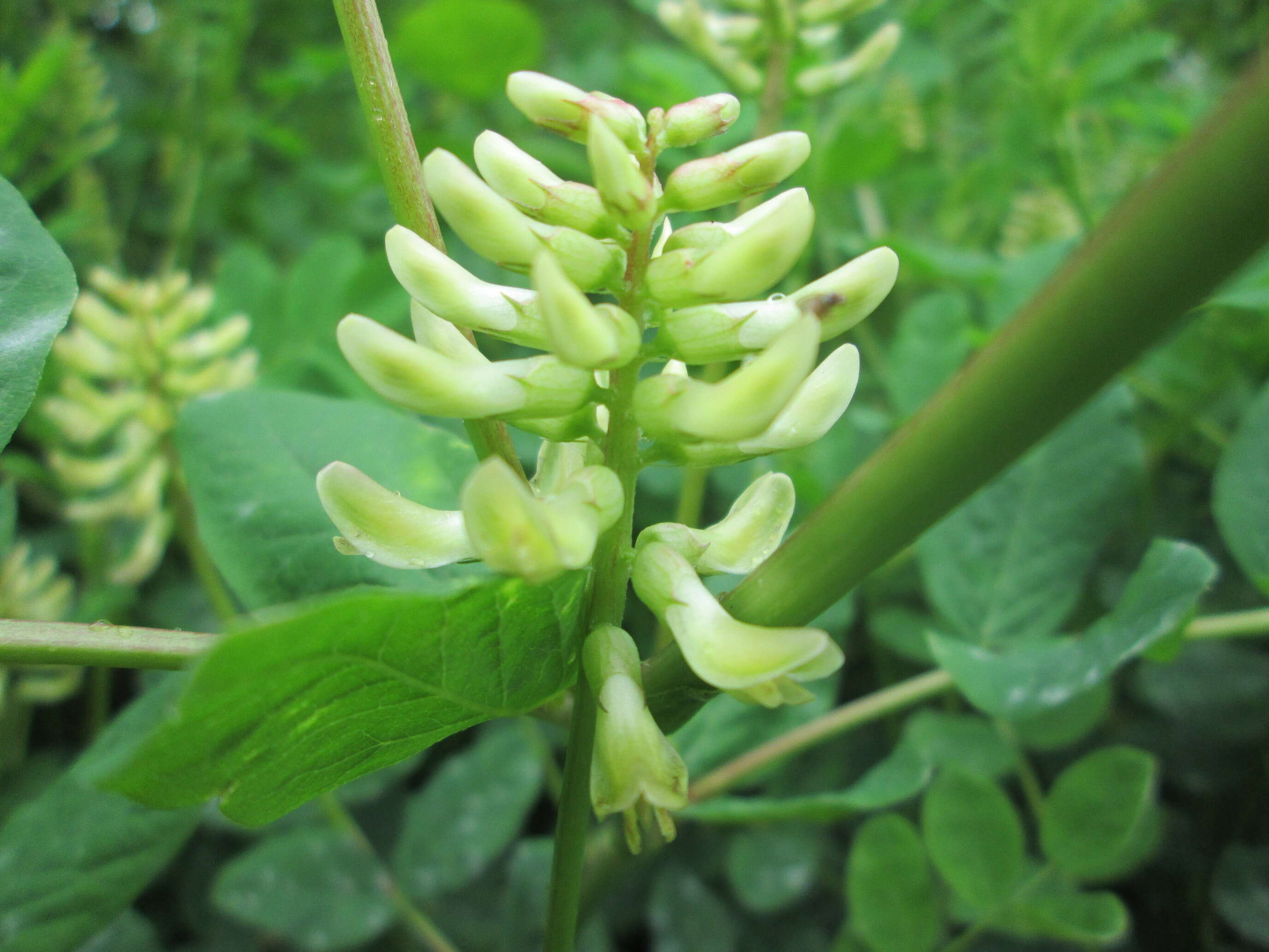 Image of licorice milkvetch