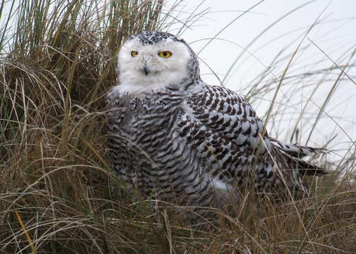 Imagem de Bubo scandiacus (Linnaeus 1758)