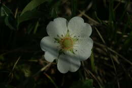 Image of White Cinquefoil