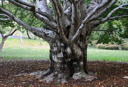 Imagem de Platanus racemosa Nutt. ex Audubon