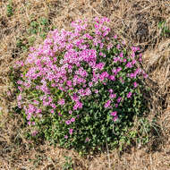 Image of Pink Sorrel