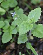 Image of Wood speedwell