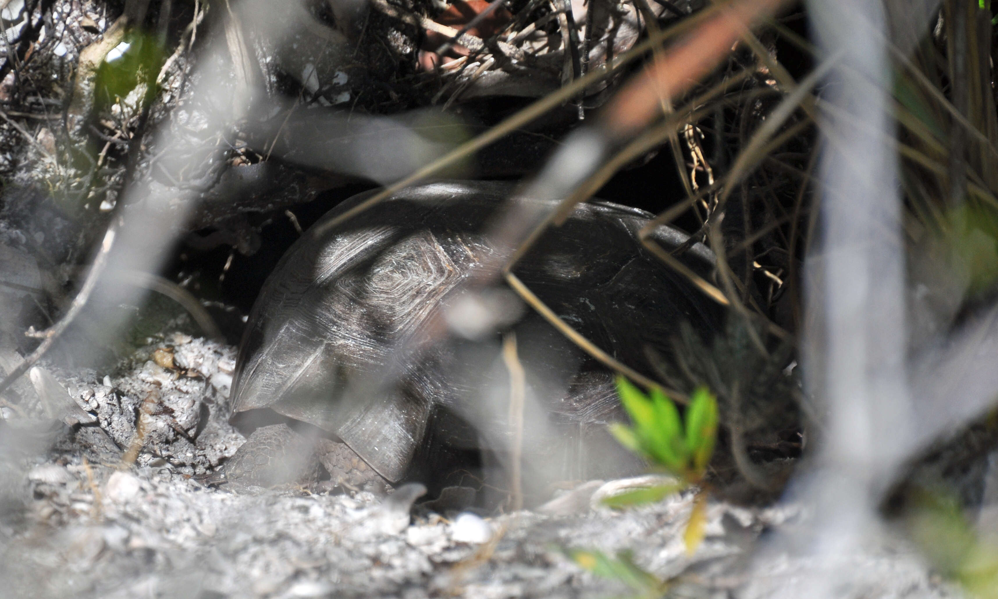 Image of (Florida) Gopher Tortoise