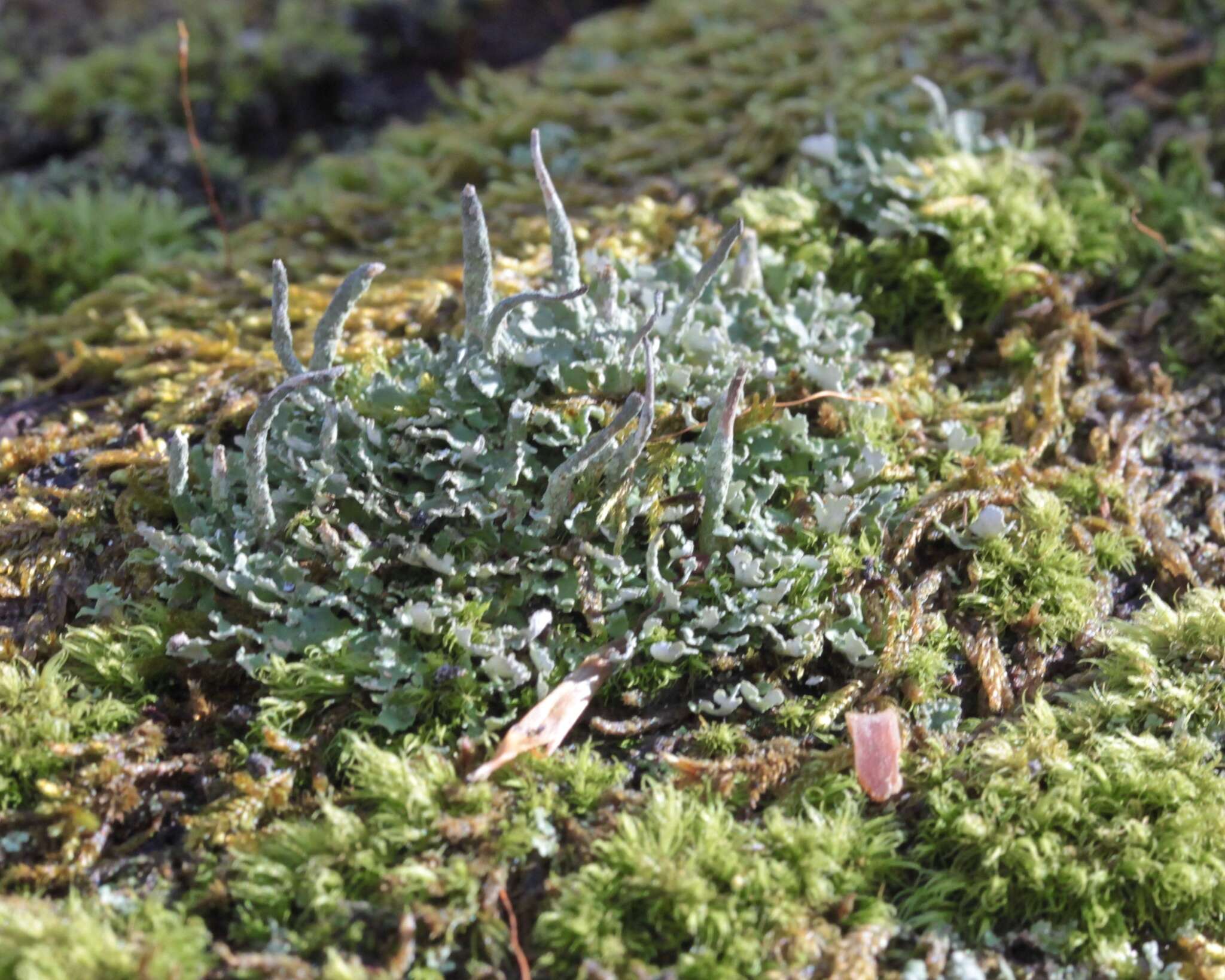 صورة Cladonia coniocraea (Flörke) Spreng.