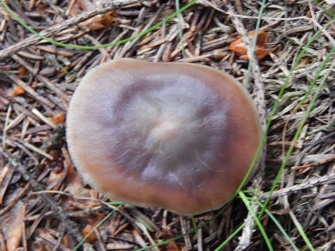 Image of Rhodocollybia butyracea (Bull.) Lennox 1979