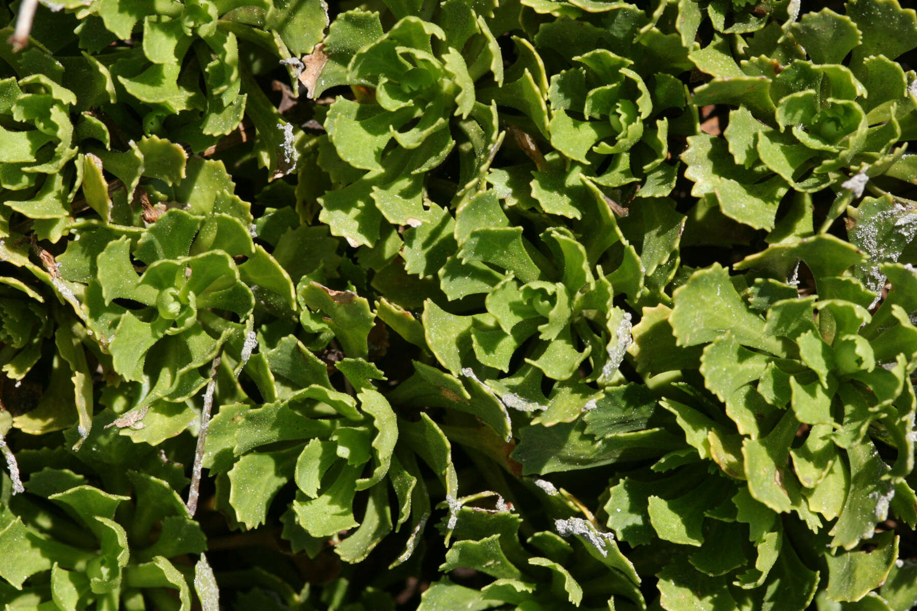 Plancia ëd Primula suffrutescens A. Gray