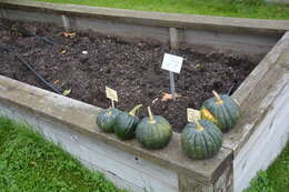 Image of Butternut Pumpkin