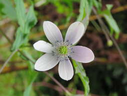 Image de <i>Anemone rivularis</i>