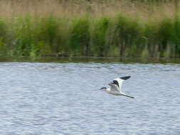 Image of avocet, pied avocet