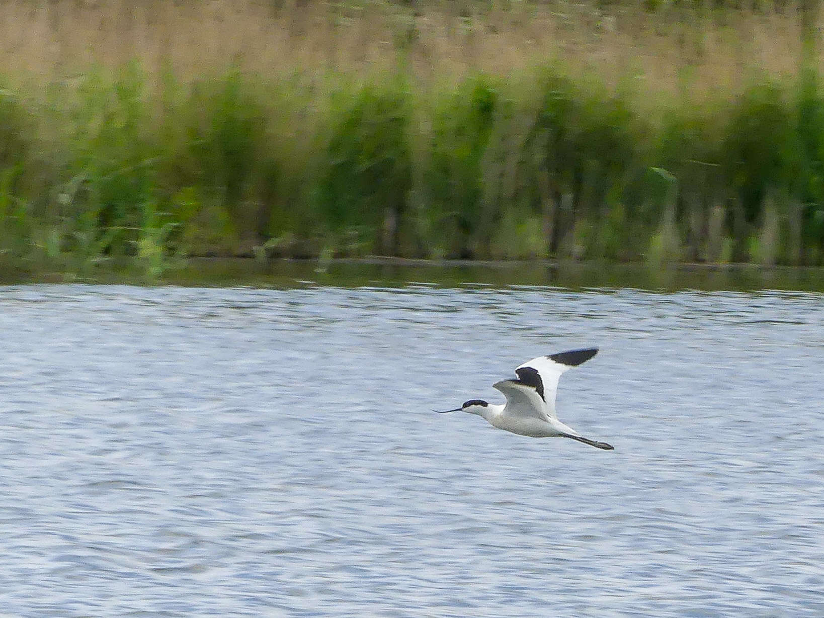 Image of avocet, pied avocet