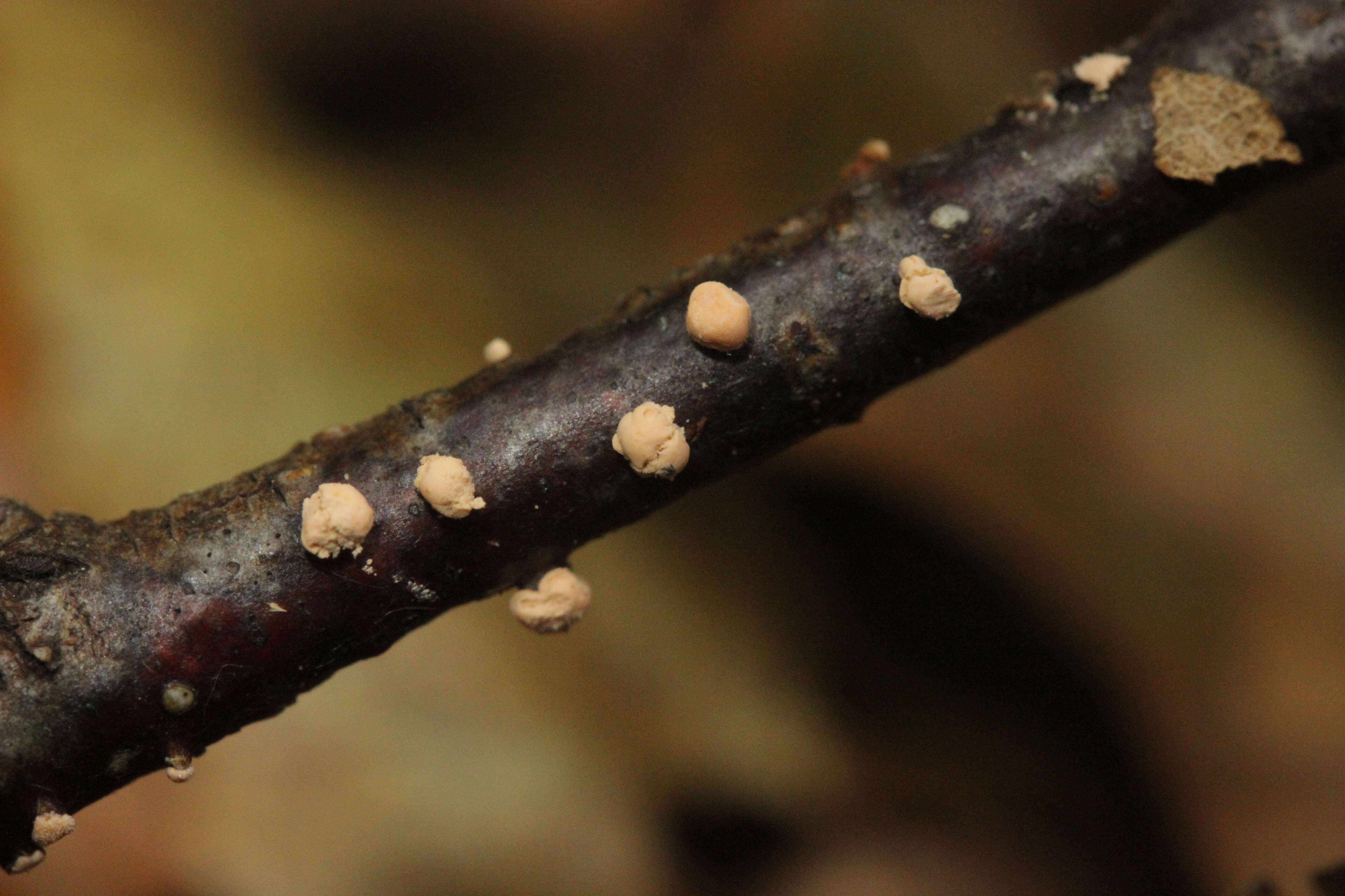 Image of Nectria cinnabarina (Tode) Fr. 1849