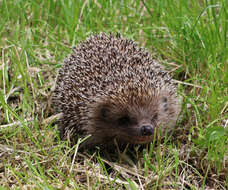 Image of Northern White-Breasted Hedgehog