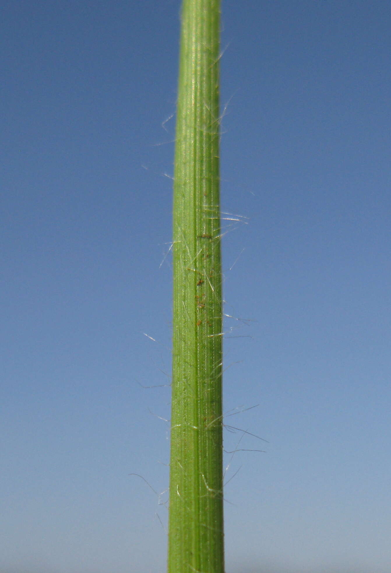 صورة Rytidosperma caespitosum (Gaudich.) Connor & Edgar