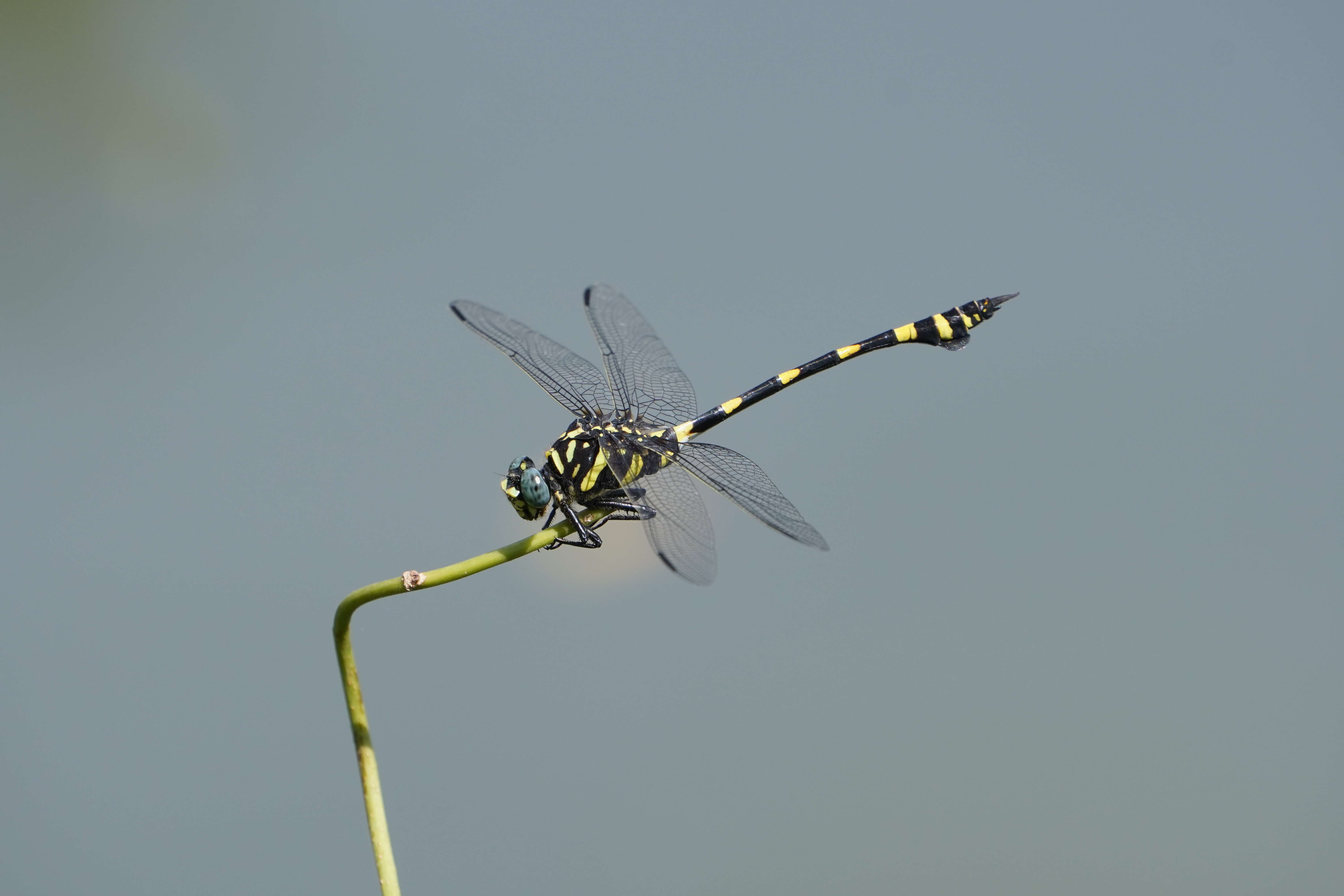 صورة Ictinogomphus rapax (Rambur 1842)