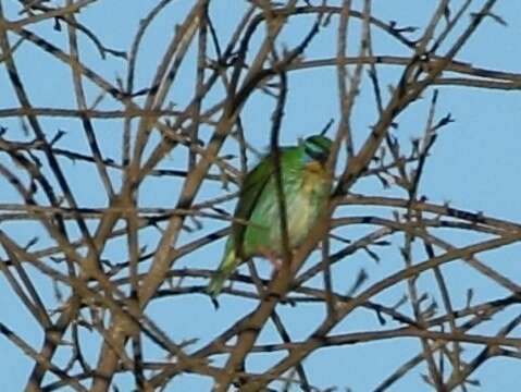 Image of Short-billed Honeycreeper