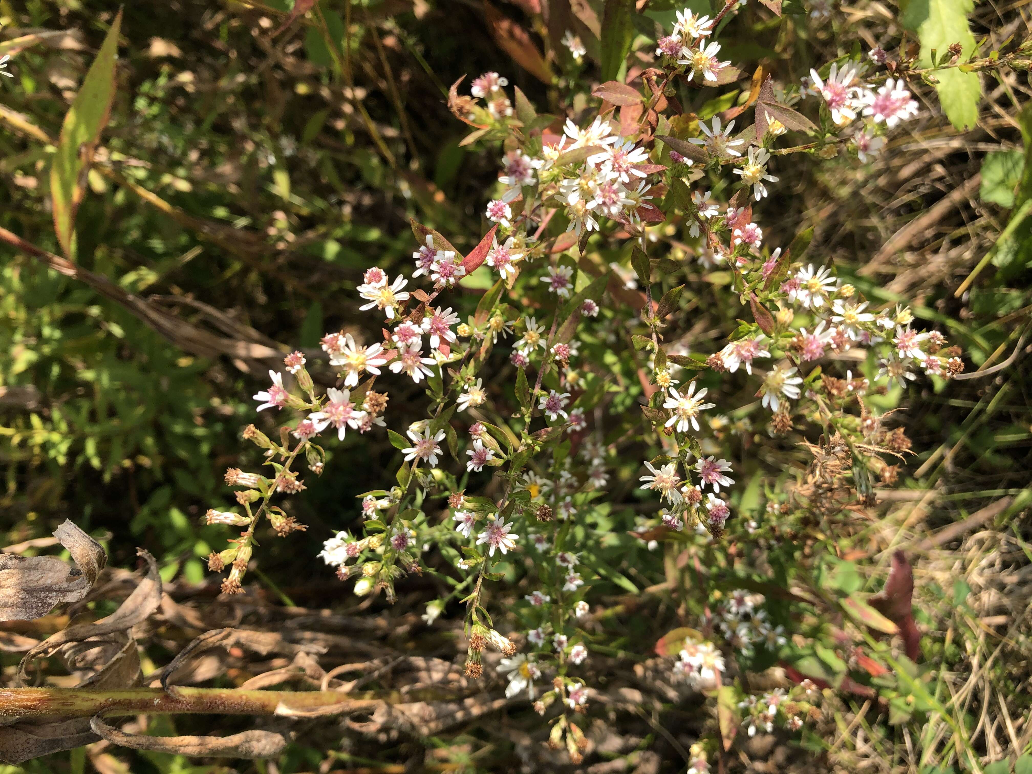 Image of calico aster