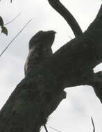 Image of Great Potoo