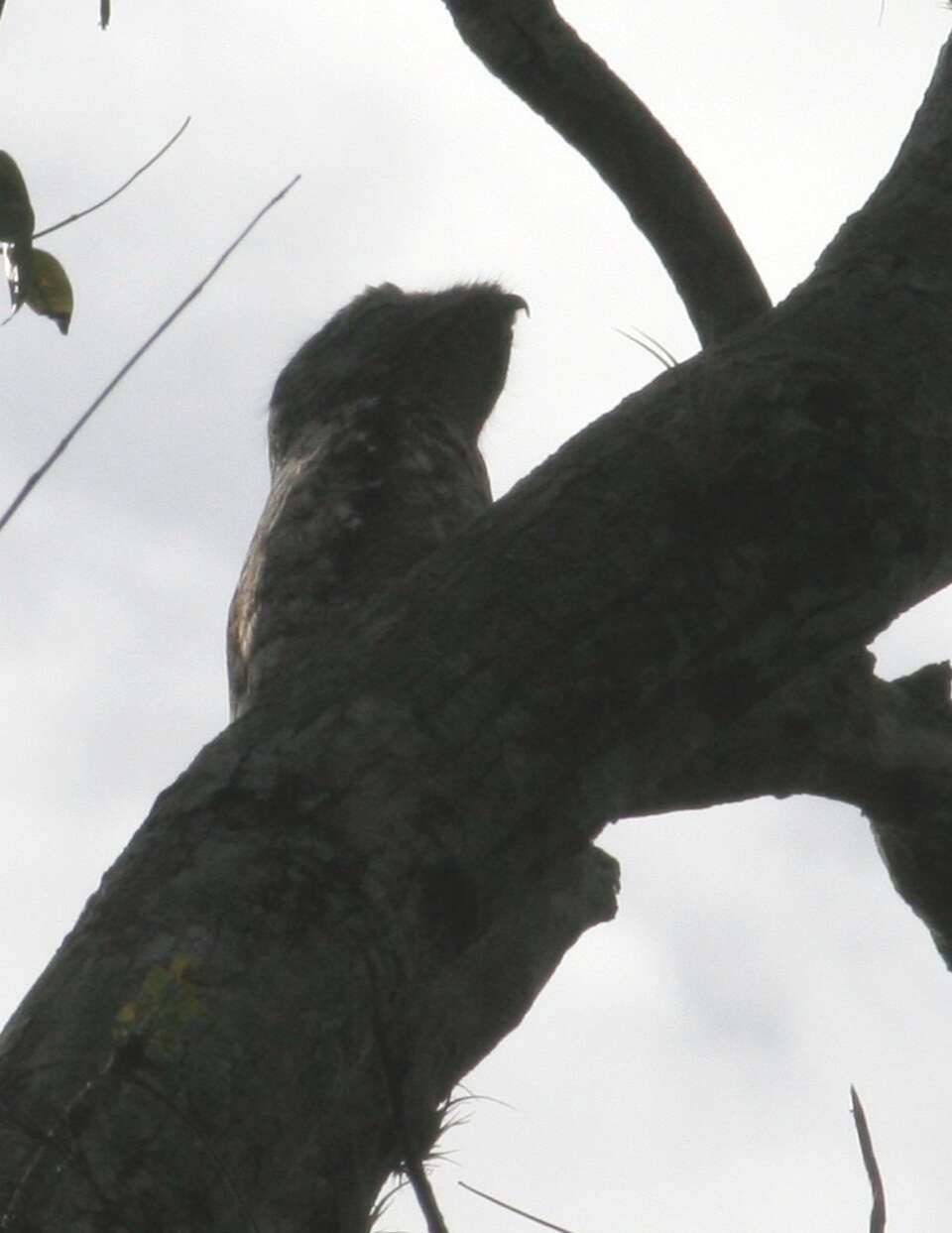 Image of Great Potoo