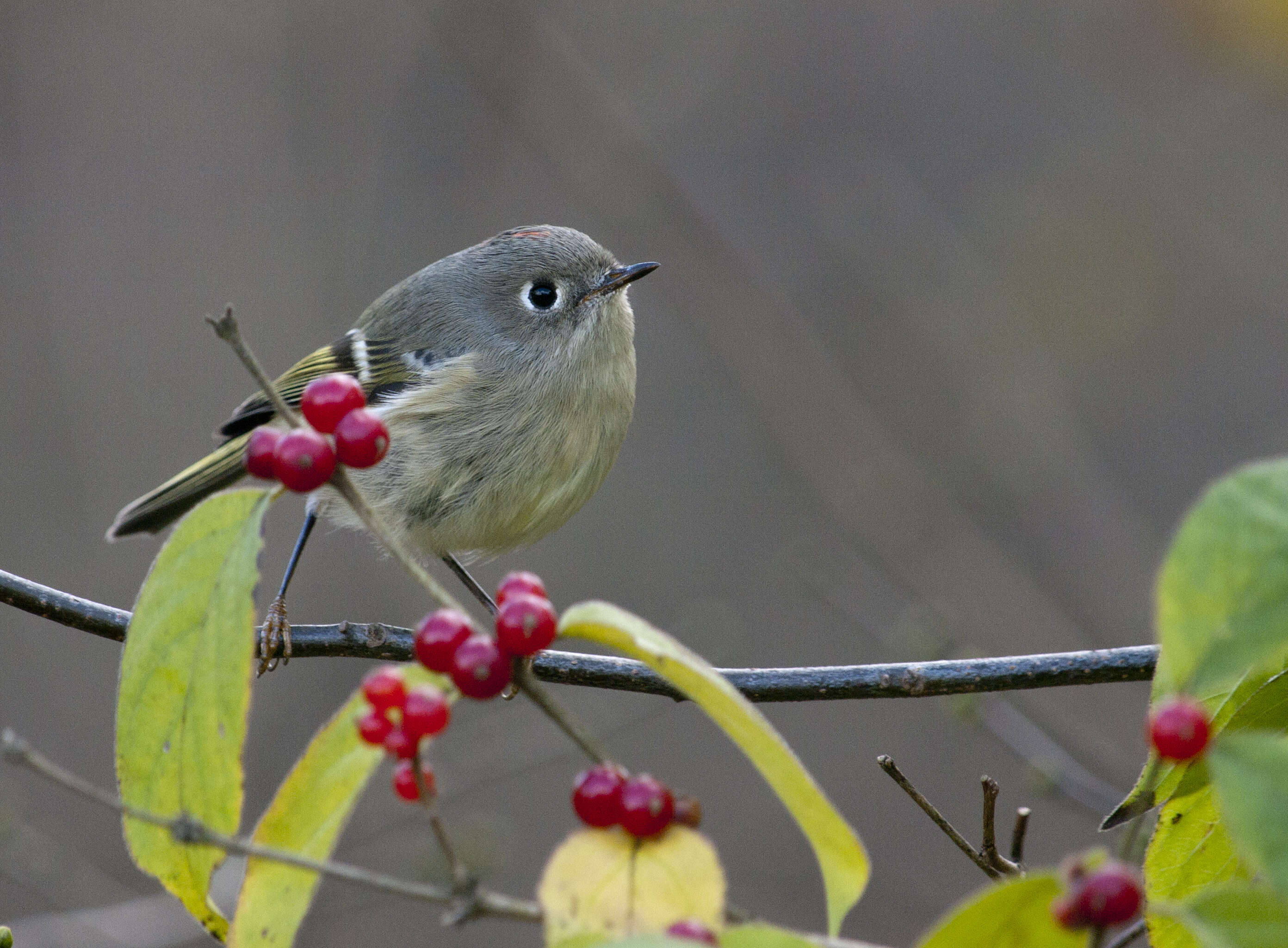 Image of goldcrests and kinglets