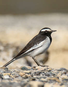 Image of White-browed Wagtail