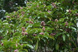 Image of tonka bean